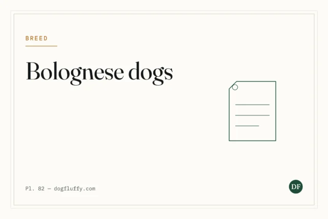 Bolognese Dogs: What Makes Them Good Companions