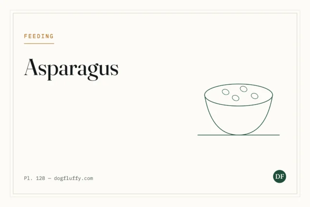 Can Dogs Eat Asparagus? Best Vet’s Perspective