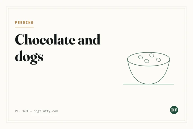 Can Dogs Eat Chocolate?
