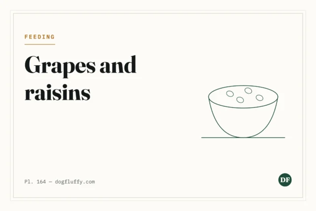 Can Dogs Eat Grapes?