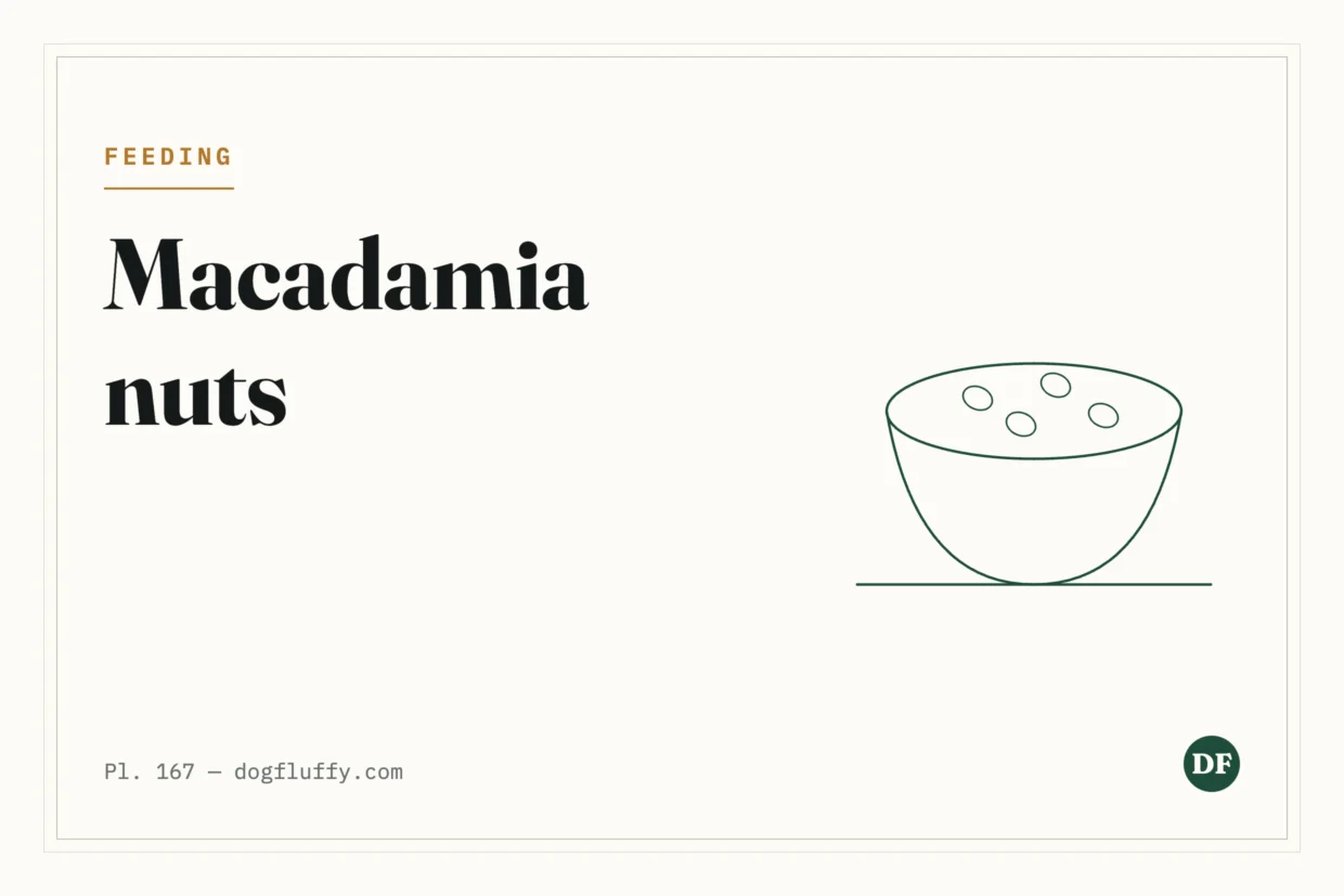 Can Dogs Eat Macadamia Nuts?