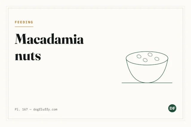 Can Dogs Eat Macadamia Nuts?