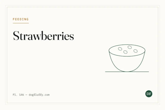 Can French Bulldog Eat Strawberries? 8 Important Questions
