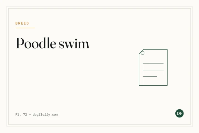 Can Poodle Swim? Swimming Ability Explained