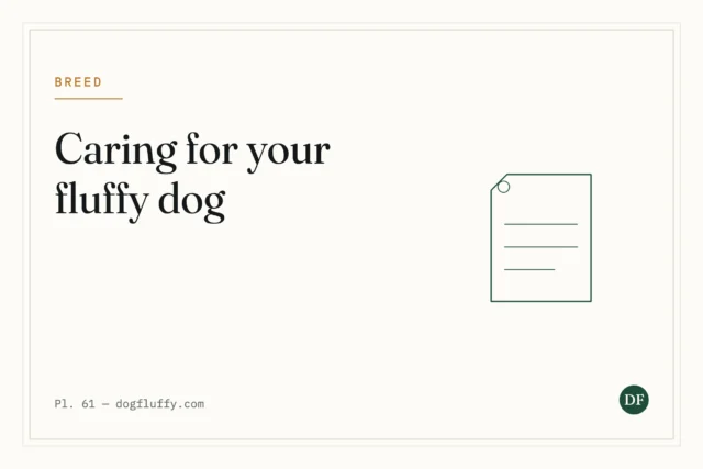 Caring for Your Fluffy Dog: 10 Tips for a Happy Pup