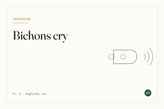 Do Bichons Cry? The Emotional Nature of the Breed