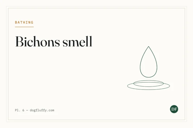 Do Bichons Smell? A Comprehensive Guide to Bichon Frise Odor