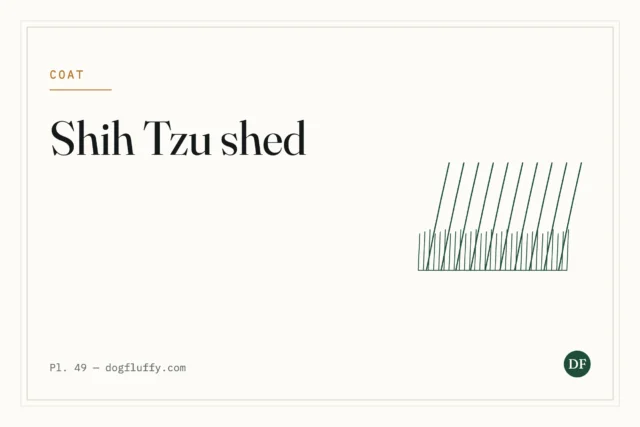 Do Shih Tzu Shed? What to Expect