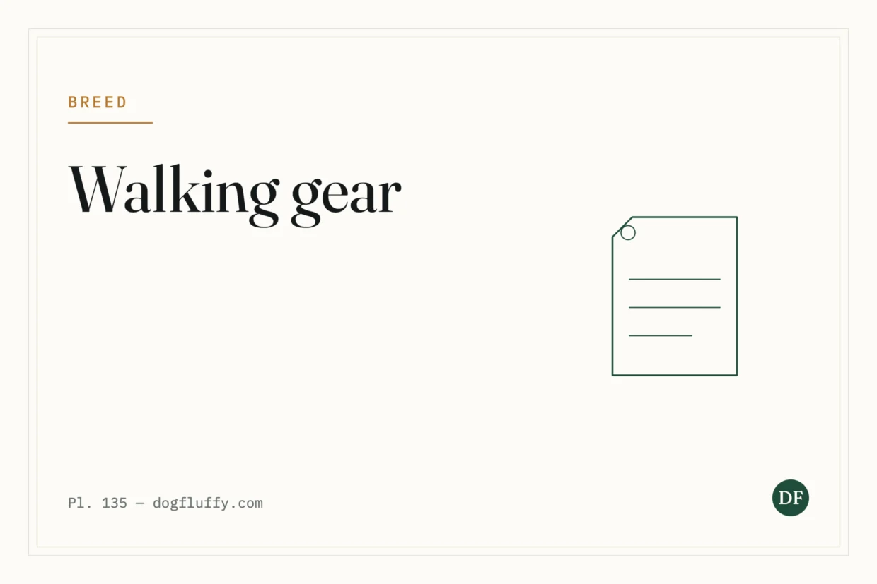 Dog Walking Gear: The Four Things Worth Owning