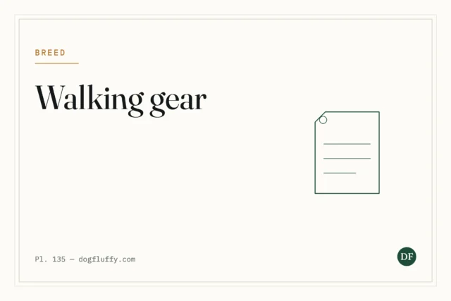Dog Walking Gear: The Four Things Worth Owning