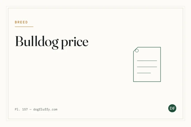 English Bulldog Average Price – 11 Vital Costs to Consider