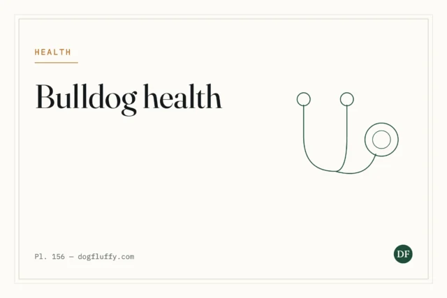 6 Most Dangerous English Bulldog Health Issues