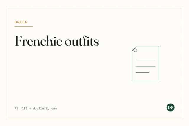 French Bulldog Outfits: 3 Modern Picks