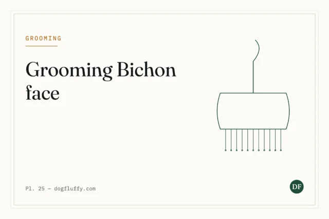 Grooming Bichon Face: Best Tips and Techniques
