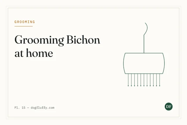 Grooming Bichon Frise at Home: A Comprehensive Guide