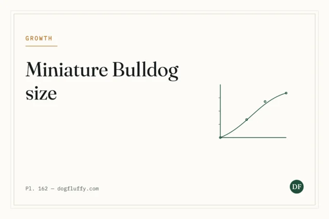 How Big Do Miniature Bulldogs Get?