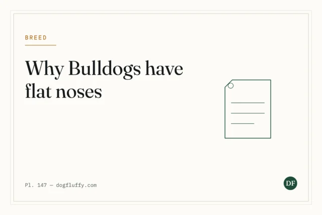 How Did Bulldogs Get Flat Noses? 4 Important Considerations