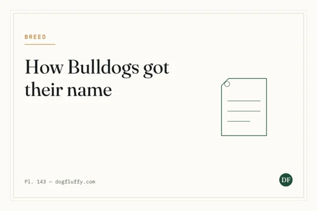 How Did Bulldogs Get Their Name? An Unsettling Fact!