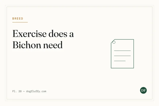 How Much Exercise Does a Bichon Frise Need?