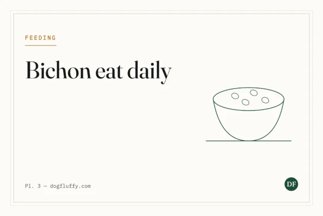 How Much Should a Bichon Frise Eat Daily?