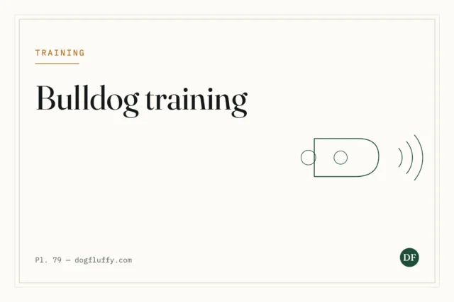 10 Easy Steps on How to Train A Bulldog Puppy