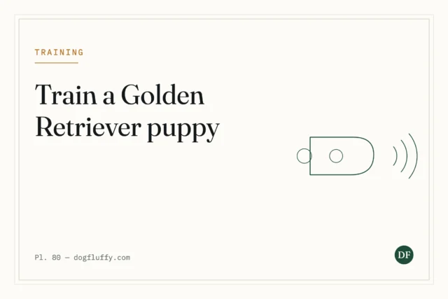 How to Train a Golden Retriever Puppy