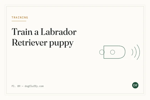 How to Train a Labrador Retriever Puppy