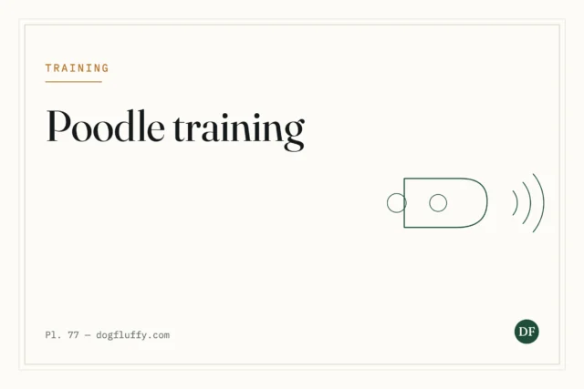How to Train A Poodle Puppy – Best 10 Powerful Tips