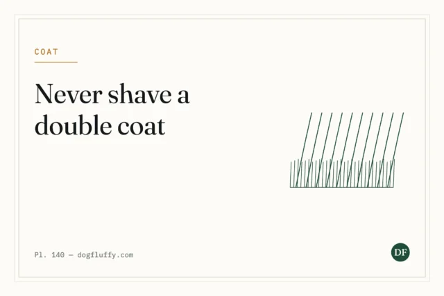 Never Shave a Double Coat: Why It Makes Dogs Hotter