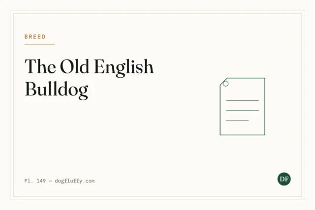 Is Old English Bulldog Extinct? Breed History Explained