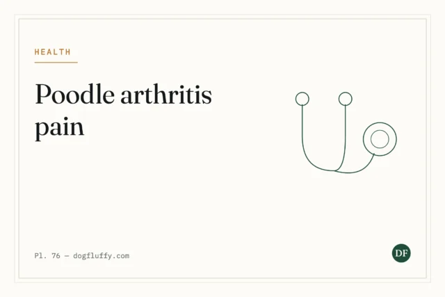 Poodle Arthritis Pain: 5 Ways to Relieve Discomfort