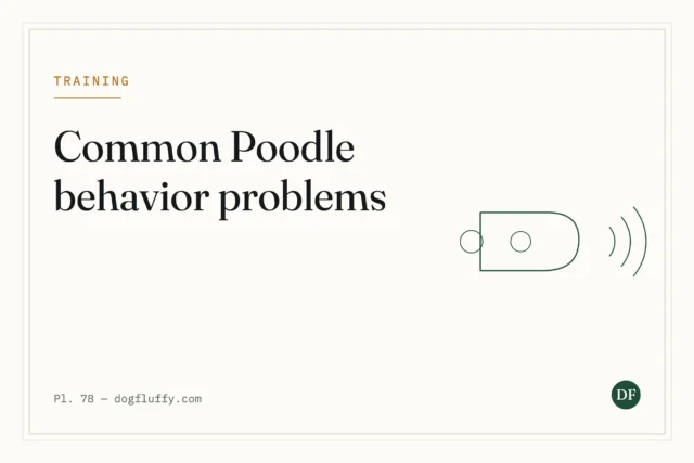 5 Common Poodle Behavior Problems