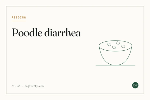 Poodle Diarrhea: 5 Causes, Prevention & Treatment