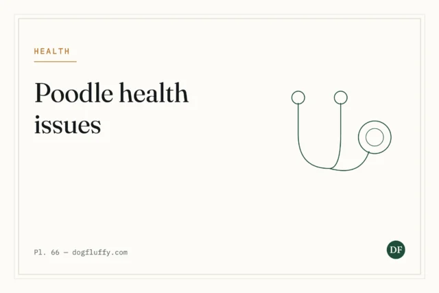 Poodle Health Issues: 5 Common Problems