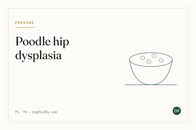 Poodle Hip Dysplasia: Causes, Symptoms and Treatment