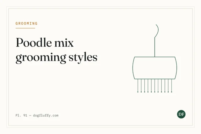5 Poodle Mix Grooming Styles