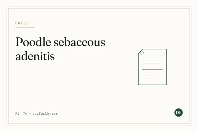 Poodle Sebaceous Adenitis