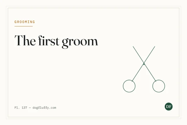 Your Puppy’s First Groom: What to Expect