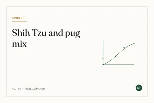 Shih Tzu and Pug Mix: Size, Coat and Temperament