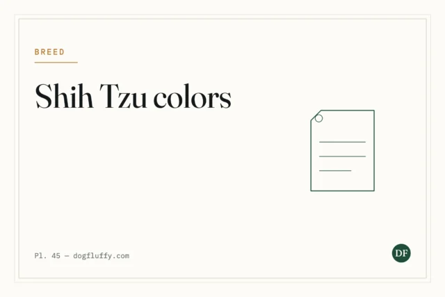 Shih Tzu Colors: The Different Coat Variations