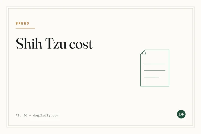 Shih Tzu Cost: What to Expect to Spend