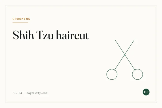 Shih Tzu Haircut: 6 Tips and Styles