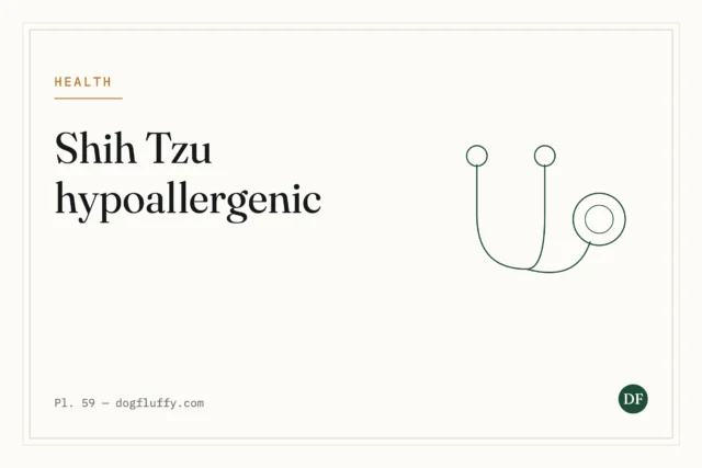 Shih Tzu Hypoallergenic: Separating Fact from Fiction