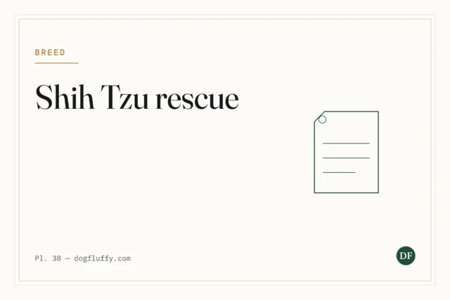 Shih Tzu Rescue: Finding a Loving Home for Abandoned Dogs