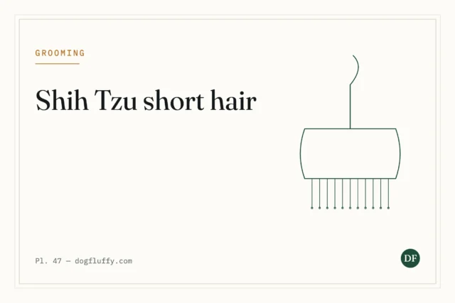 Shih Tzu Short Hair: Grooming and Care