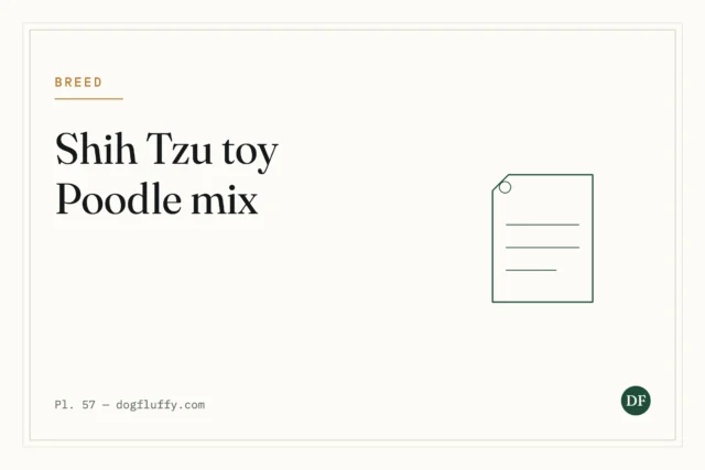 Shih Tzu Toy Poodle Mix