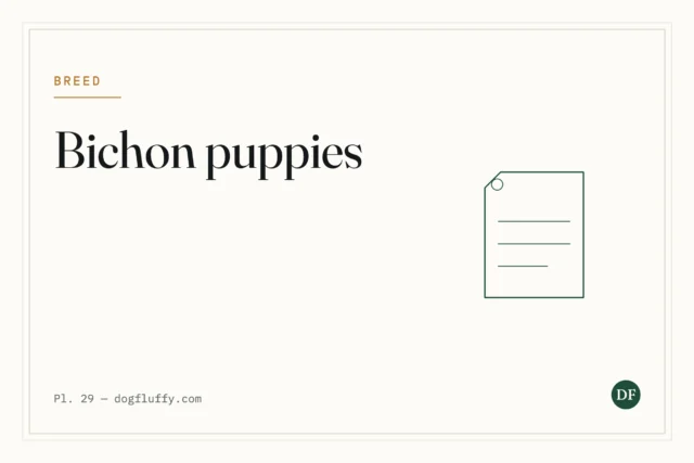 What Do Bichon Frise Puppies Look Like A Comprehensive Guide