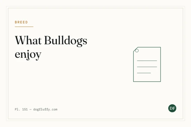 What Do Bulldogs Like To Do? 4 Best Activities