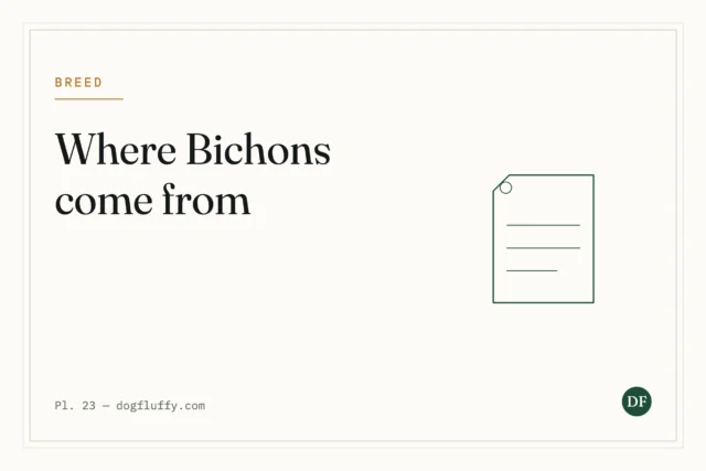 Where Bichon Frise Originate From?
