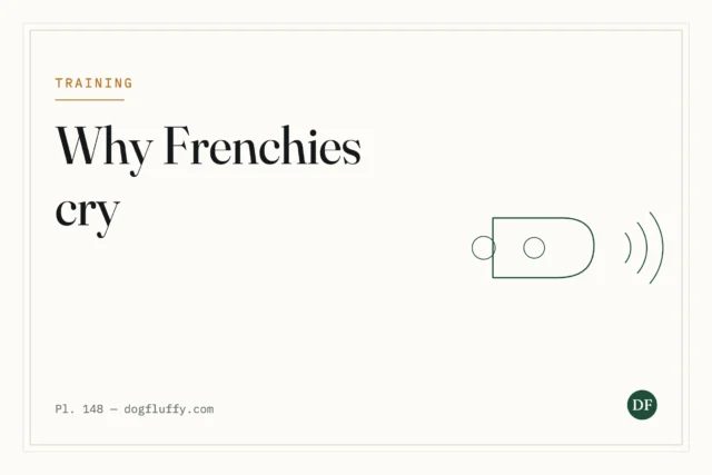 3 Important Reasons – Why Do French Bulldogs Cry So Much?